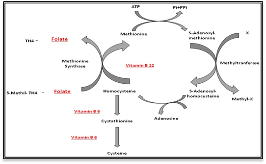 An external file that holds a picture, illustration, etc.
Object name is nutrients-07-02176-g001.jpg