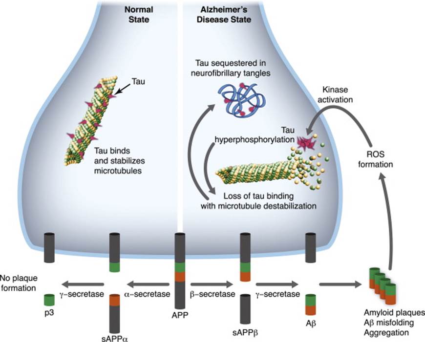 Image result for alzheimer's molecular mechanism of disease